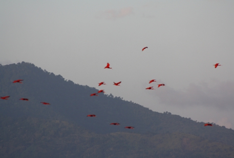 ibis.jpg