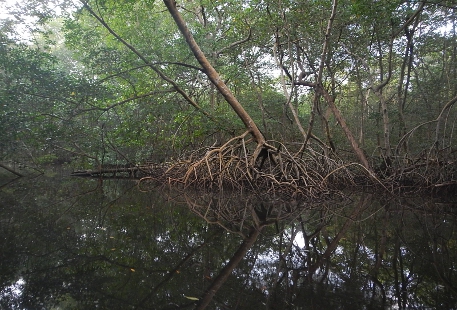 mangroven.jpg