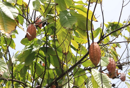 kakaobaum.jpg