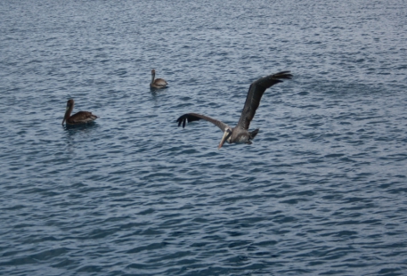 pelikane.jpg